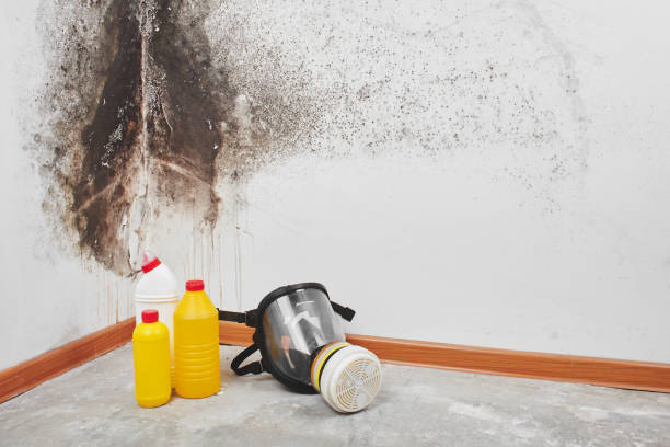 Mold Removal Process in Taylors Falls, MN