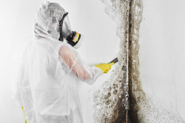 Best Local Mold Removal Service  in Taylors Falls, MN