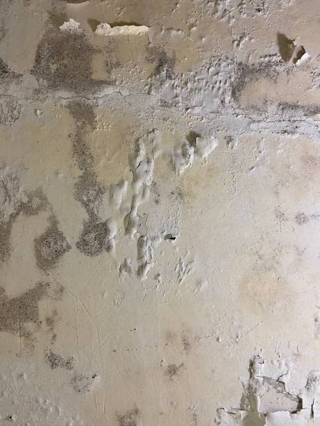 Professional Mold Removal in Taylors Falls, MN