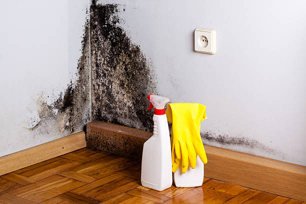Best Mold Removal Process  in Taylors Falls, MN